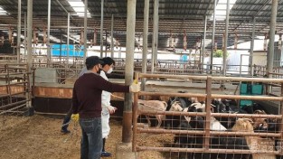 2-2 사진(구제역 하반기 일제접종 실시).jpg