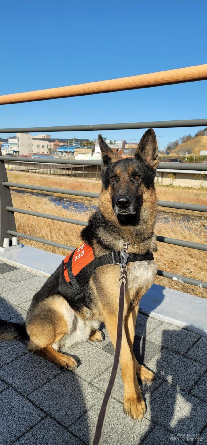 250915-1구조견 투리.jpg