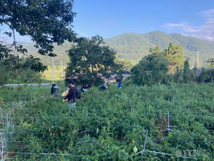 2-2 사진(2025년 하반기 일월면 농촌 일손 돕기).jpg