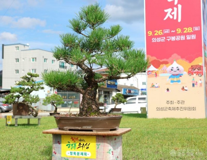 01의성군제공 분재 전시1.jpg