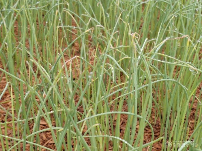 1 [사진] 영천시, 양파 육묘 농가에 노균병 조기 방제 당부 (1).jpg