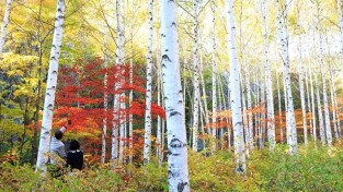 1-3 사진(하얀 도화지 위 알록달록 단풍, 영양 자작나무숲).jpg