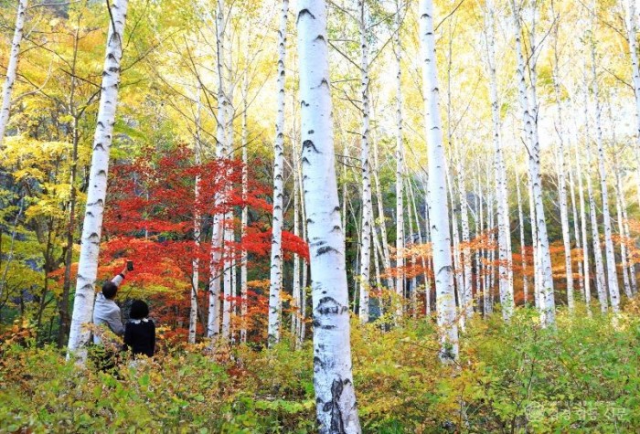 1-3 사진(하얀 도화지 위 알록달록 단풍, 영양 자작나무숲).jpg