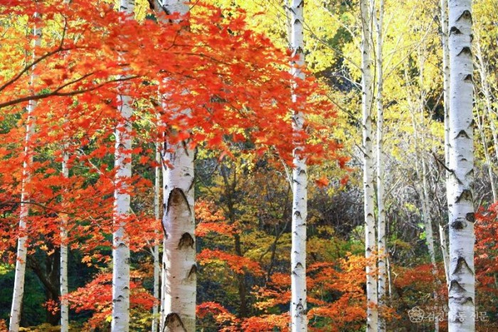 1-4 사진(하얀 도화지 위 알록달록 단풍, 영양 자작나무숲).jpg