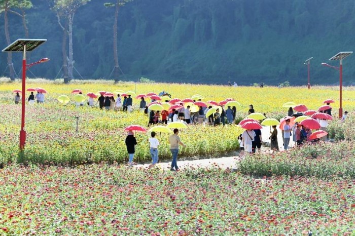 251013보도자료(백일홍이 물든 힐링 명소, 산소카페 청송정원 절정) (2).jpg