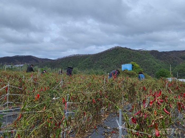 4-3 사진(석보면, 부상 농가 찾아 농촌 일손돕기 실시).jpg