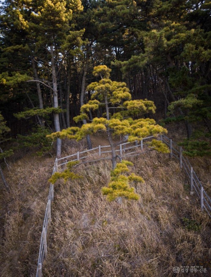 2. 삽시도(황금 곰솔).jpg
