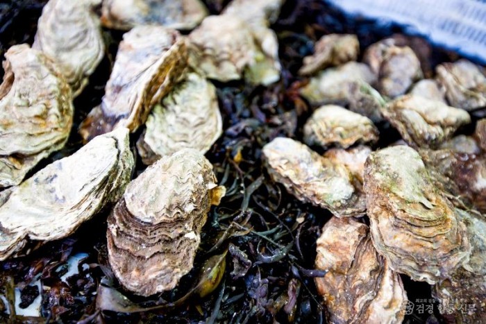 1. 천북 굴 (2).jpg