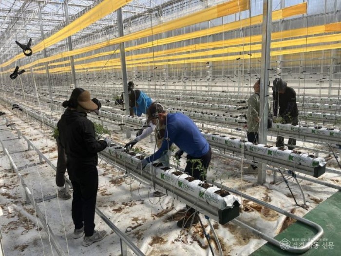 1. 봉화군, 청년 창업농 경영실습 임대농장 실습용 토마토 정식 (1).JPG