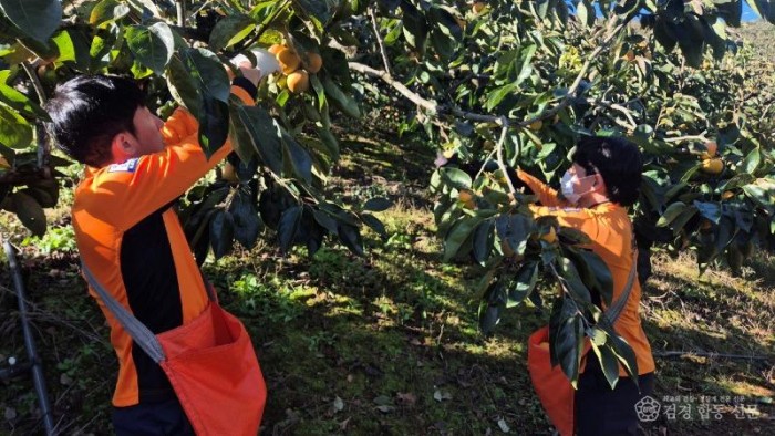 251111-3수확철 맞아 농촌일손돕기 봉사 나서.jpg