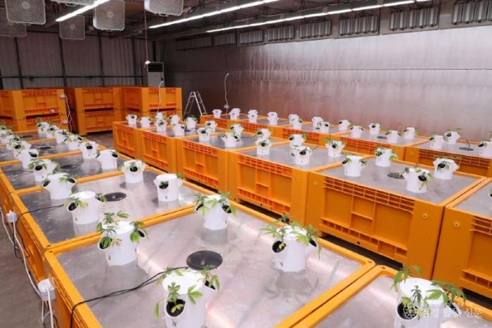 1113 안동시, 헴프 원료의약품 제조․수출기반 조성 추진.JPG