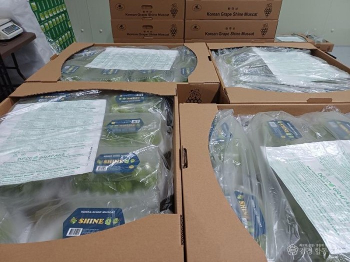 영주-3-2 영주 샤인머스켓이 포장된 모습.jpg