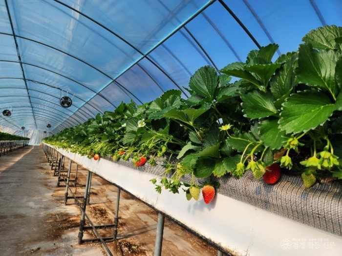 2-2.봉화군 고품질 봉화딸기.jpg