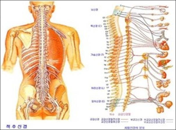 척추.jpg