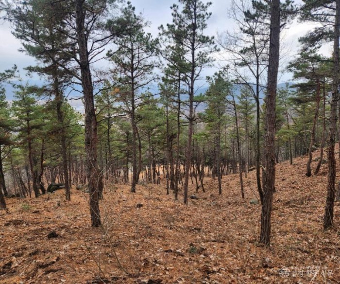 0112 안동시 확산 빠른 재선충병에 방제사업 다각화 대응 (2)-솎아베기.jpg
