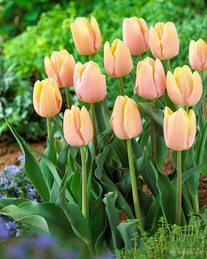 1. [상주시 산림녹지과]튤립 선재(관련 품종 사진).jpg