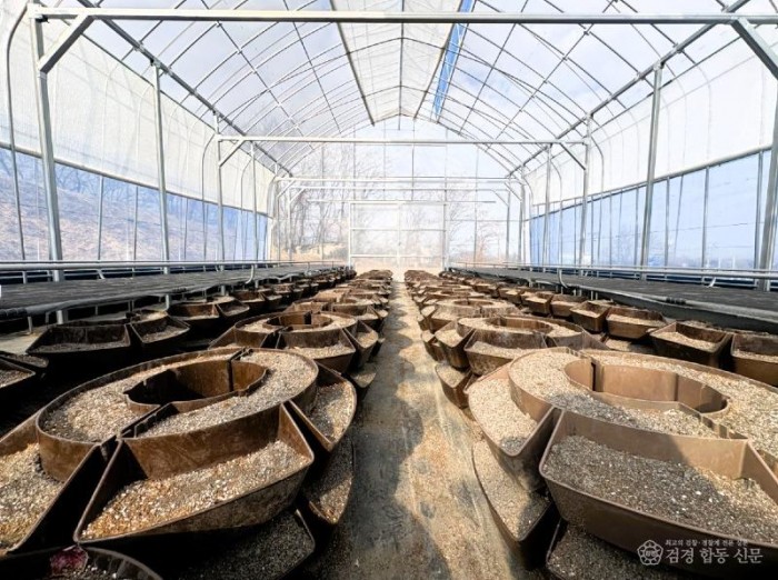 1. [상주시 산림녹지과]튤립 선재(양묘장 실내).jpg