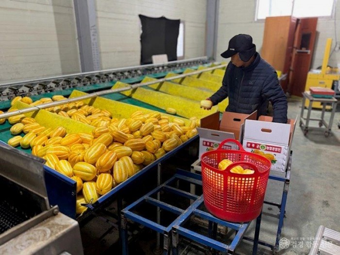 성주군사진(선남면  황금빛 참외 첫 출하!)-2.jpg