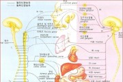 자율신경.jpg