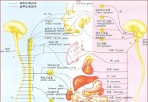 자율신경.jpg