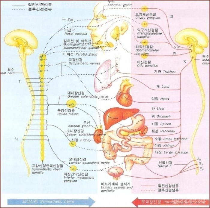 자율신경.jpg
