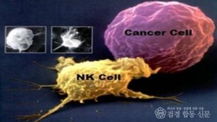 NK세포의 암세포공격.jpg