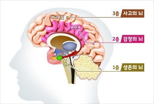 3층뇌.jpeg