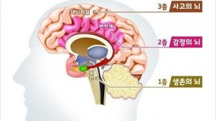 3층뇌.jpeg