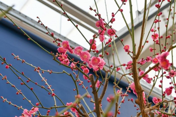 영주-2-3 2026년 한국선비매화공원 매화 전시회가 2월9일부터 22일까지 개최된다.jpg