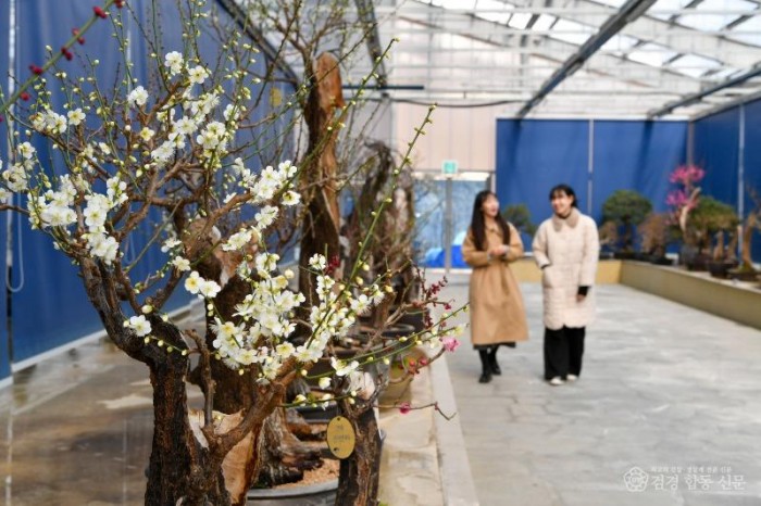 영주-2-2 (참고사진)관광객들이 매화분재를 둘러보고 있다.jpg