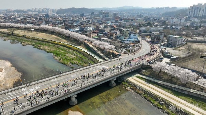 영주-1-1 마라톤대회 참가자들이 벚꽃이 만개한 영주시가지를 달리고 있다.jpg