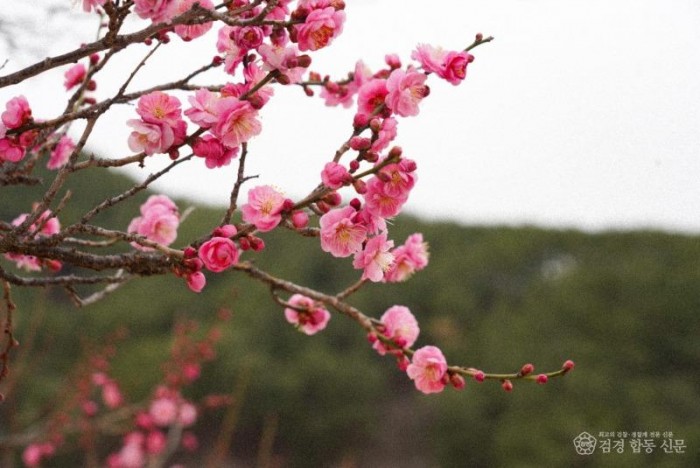 3. 봄을 재촉하는 비가 내린 2월 24일 울진군 매화면 일대에 매화가 꽃망울을 터뜨리며 봄소식을 전하고 있다.3.jpg