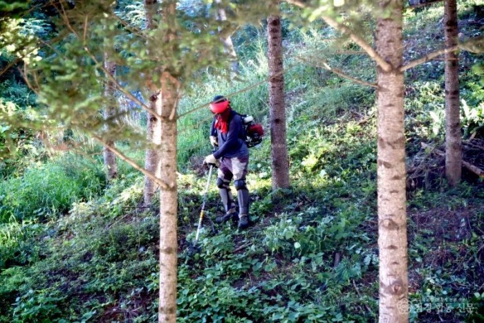 260313보도자료(산소카페 청송군, 2026 산림정책 발표-숲가꾸기 사업 시행).jpg