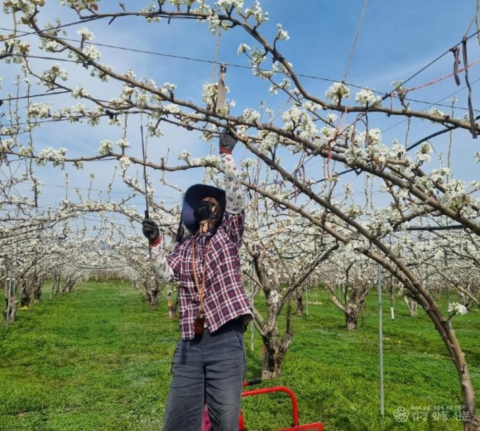 1 [사진] 영천시, 과수꽃가루은행 운영... 기후변화 및 꿀벌 감소 대응 지원 (3).jpg