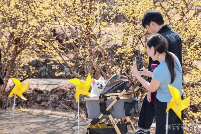 01의성군제공 산수유마을 꽃맞이행사 성료6.jpg