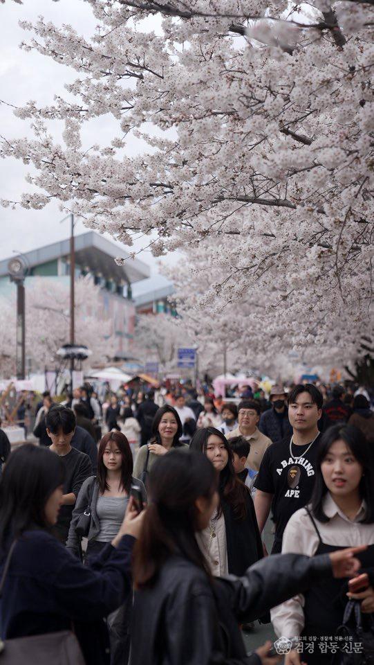 0407 2026 안동 벚꽃축제  체류형 관광 성과 확인 (3).jpg