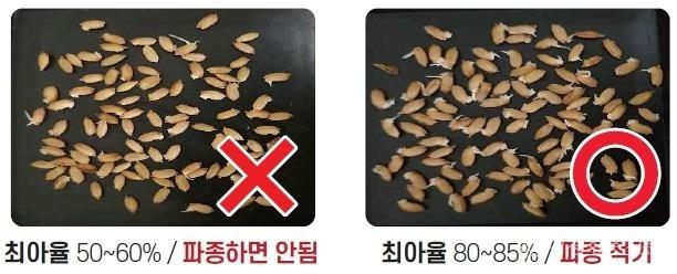 1 [사진] 영천시, 성공적인 벼농사는 ‘올바른 육묘’가 답.jpg