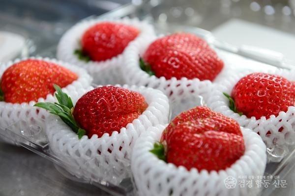 24일 (홍성군, 딸기 수출 판 키운다…‘스마트 수출 전문단지’ 국비 공모 선정4)_수출 딸기(아리향).jpg