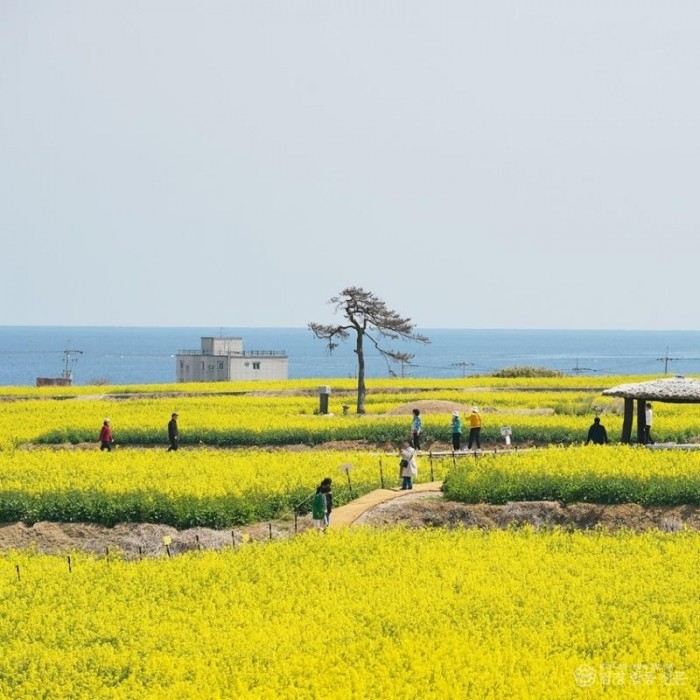 260331 호미곶에서 만나는 봄의 향연…2026 포항 호미반도 유채꽃 축제 개최2.jpg