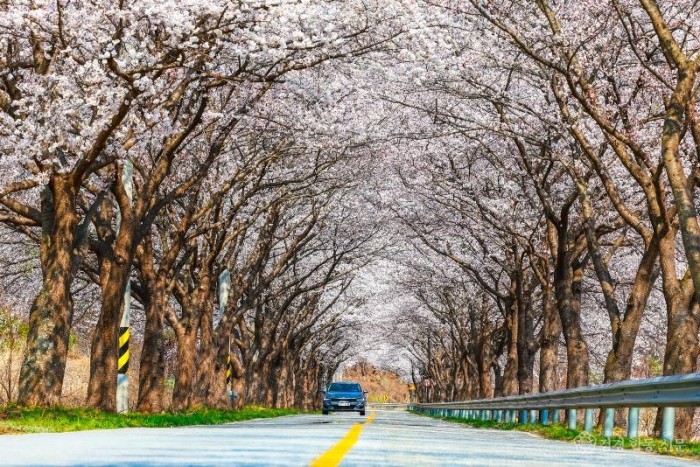 2. 울진군 전역에 벚꽃 만개, 손님맞이 준비 끝 정림리.jpg