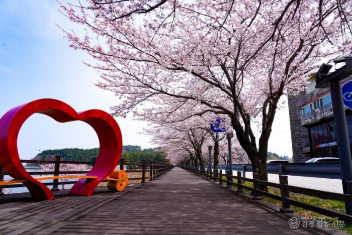 2. 울진군 전역에 벚꽃 만개, 손님맞이 준비 끝 근남망양정 가는길5.jpg