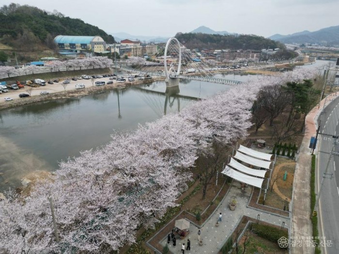 1. [상주시 산림녹지과]왕벚나무 개화.JPG