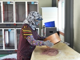 260408보도자료(청송군, 이상기상 맞서 사과 안정 생산 총력... 꽃가루 배부) (1).jpg