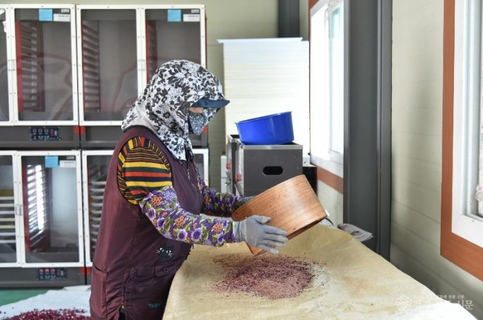 260408보도자료(청송군, 이상기상 맞서 사과 안정 생산 총력... 꽃가루 배부) (1).jpg