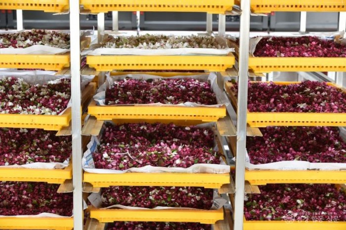 260408보도자료(청송군, 이상기상 맞서 사과 안정 생산 총력... 꽃가루 배부) (4).jpg