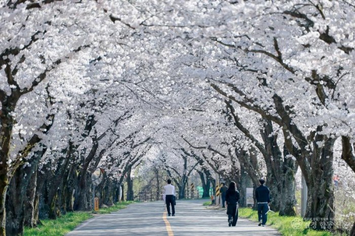 1-1. 경주 암곡 벚꽃 터널 마지막 봄 붙잡는다_01.JPG
