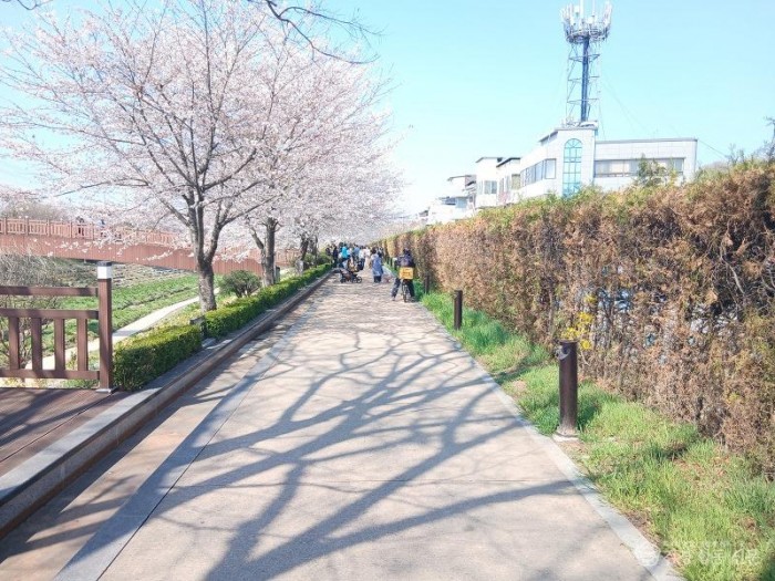 0403 태화동  천리천 제방산책로 새단장 (1).jpg
