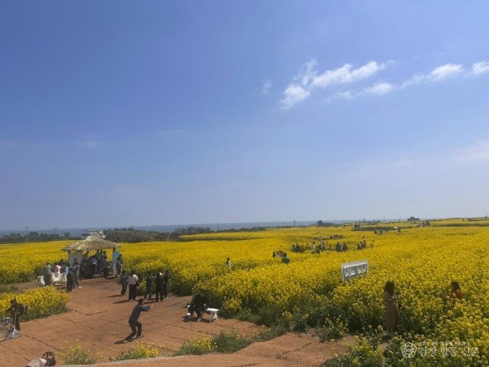 260407 봄소식 전하는 노란 물결 장관…포항 호미반도 유채꽃 축제 15만 명 발길1.jpg