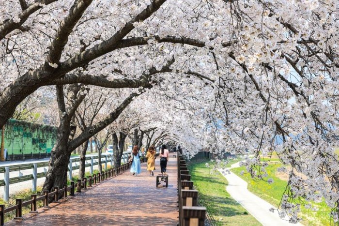 1. 고유가 시대‘현명한 여행 해법’제시(근남 성류굴 가는길).jpg