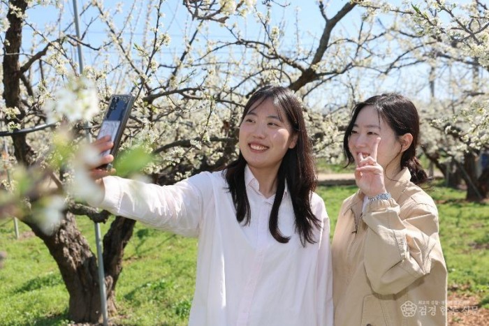 01의성군제공 봉양 자두꽃 (2) (1).JPG